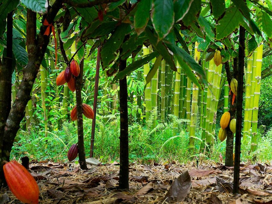 Imagem cacao-forest